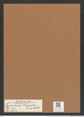 Triceratium imperator Tr. et Witt. (de-Toni-Nr.: Genus 140, Species 3944) Zeichnungen Sammlung Grunow Mappe 03956 (Herbarium_W_Grunow_drawings_Folder_03956)